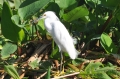grenada, caribbean, west indie-023